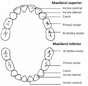 Erupția dentară