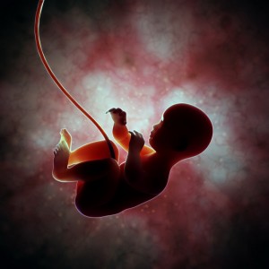 Dezvoltarea creierului în perioada prenatală